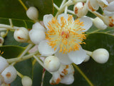 Brazilian Beauty Leaf Tree