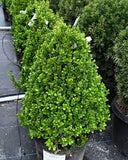 Boxwood Topiary