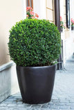 Boxwood Topiary