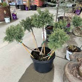 Blue Point Juniper - Topiary