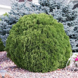 Blue Point Juniper - Topiary