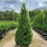 Hetz Juniper - Topiary