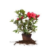 Azalea - Red Ruffle