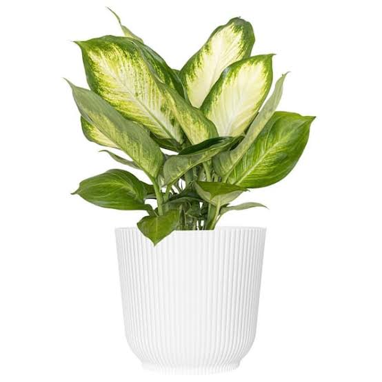Dieffenbachia Dumb Cane