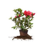 Azalea - Red Ruffle
