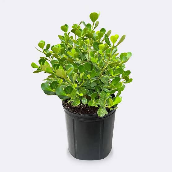 Small Leaf Clusia