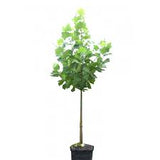 American Sycamore