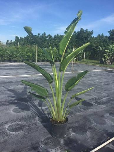 Traveler Palm
