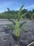 Traveler Palm