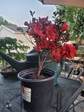 Azalea - Duc De Rohan