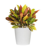 Croton - Petra