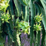 Dragon Fruit - Edger's Baby