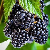 Fruit Blackberry