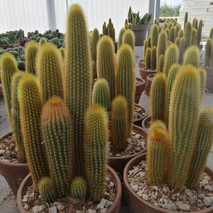 Pillar Cactus
