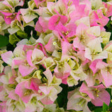 Bougainvillea