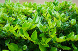 Green Ligustrum Tree