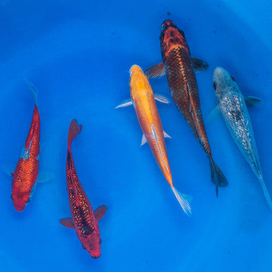 Fish Koi