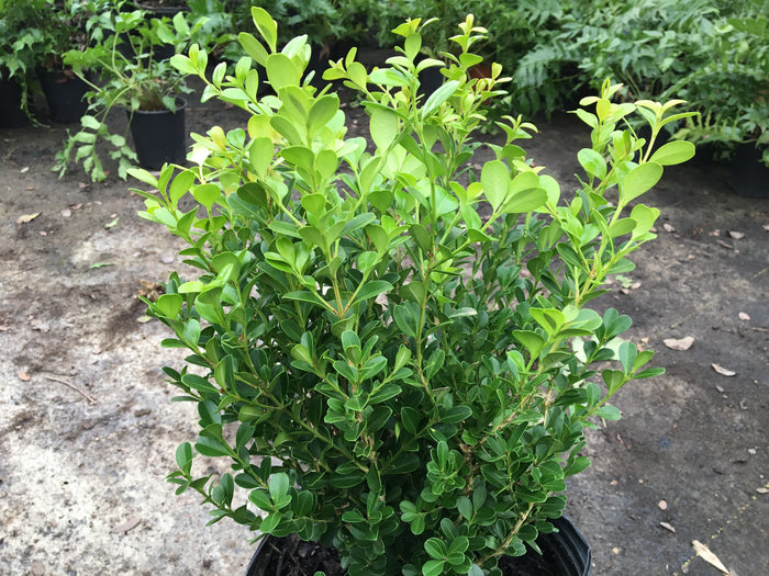 Japanese Boxwood