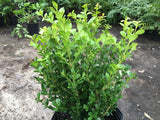 Japanese Boxwood