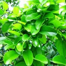 Jelly Plant Vine