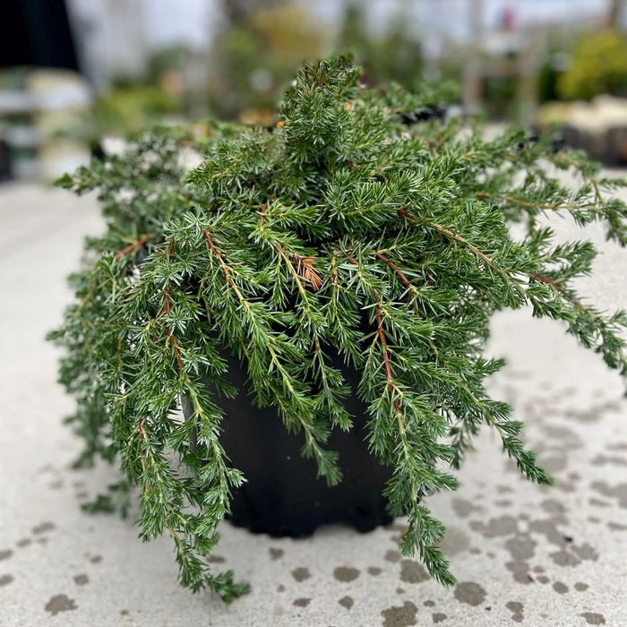 Blue Pacific Juniper