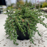 Blue Pacific Juniper
