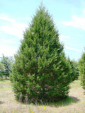 Southern/Eastern Red Cedar