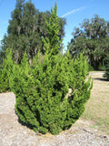 Torulosa Juniper
