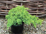 Nana Juniper