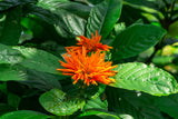 Orange Justicia