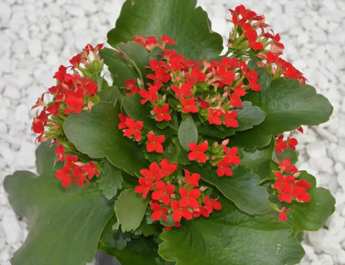 Kalanchoe