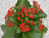 Kalanchoe