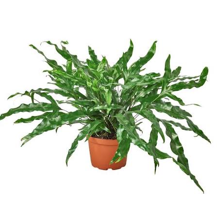 Kangaroo Fern