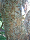 Drake Elm