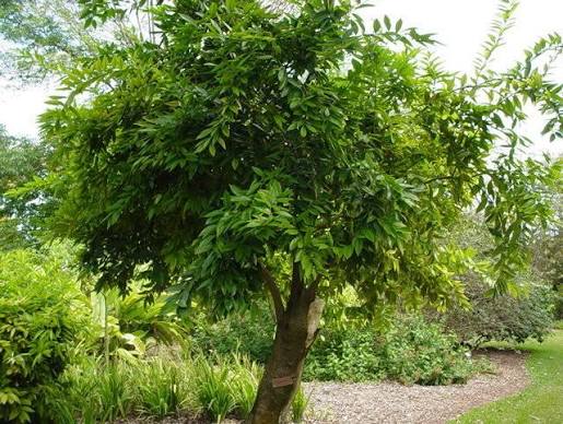 Laural - Leaved Snail Tree