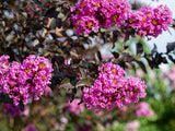 Crape Myrtle - Thunderstruck Lavender Skies