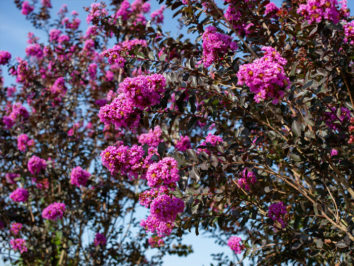 Crape Myrtle - Light Purple (Dark Leaf)