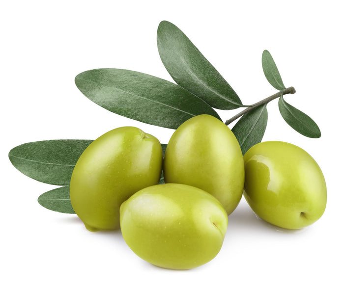 Fruit Olive Tree