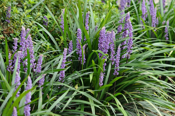 Green Liriope