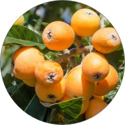 Loquats