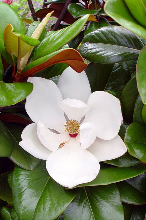 Magnolia Teddy Bear