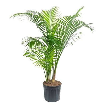 Majesty Palm