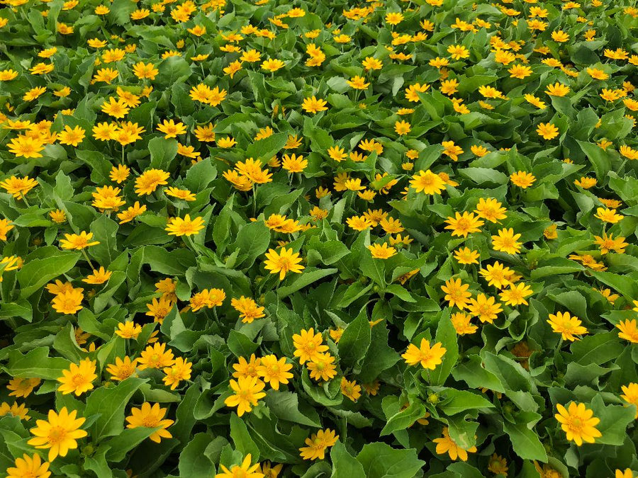 Melampodium