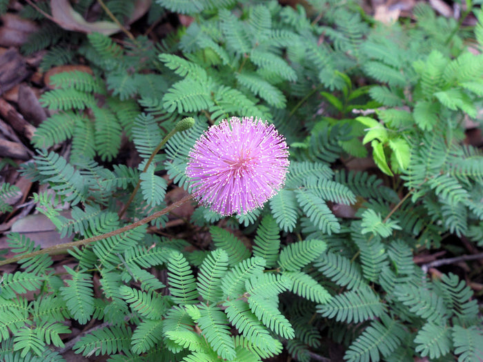 Sunshine Mimosa - Native