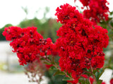 Crape Myrtle - Miss Frances