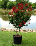 Crape Myrtle - Miss Frances