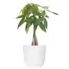 Money Tree