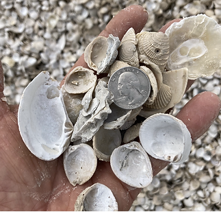 Bitcrushed Shell Bulk Crushed Shell Medium 3/4