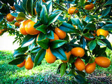Citrus Kumquats