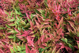 Nandina - Heavenly Bamboo